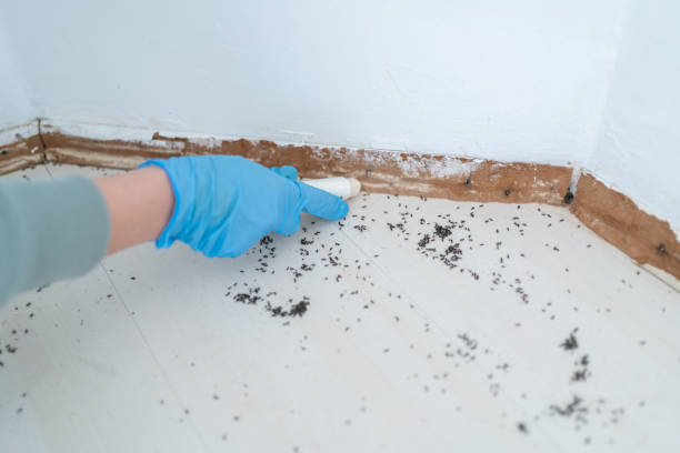 Best Pest Control for Homes  in USA